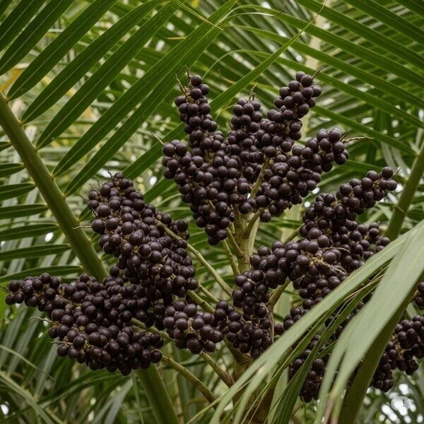 Acaí Seeds