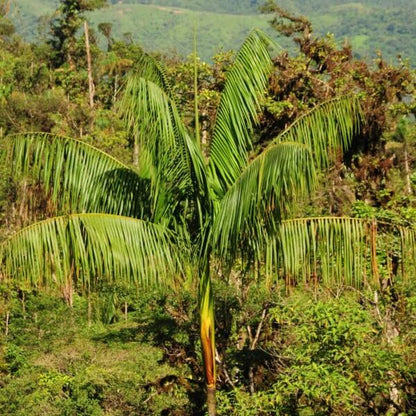 Acaí Seeds 