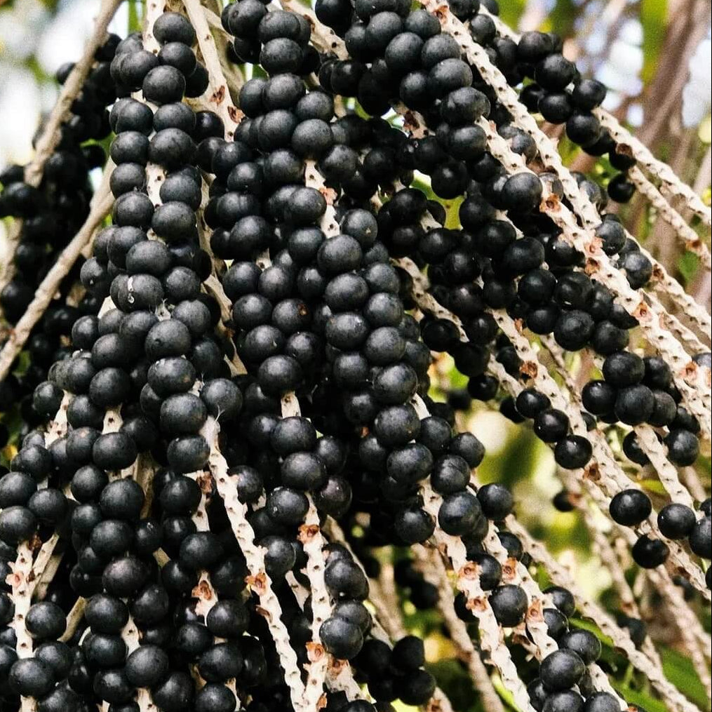Acai Berry Seeds