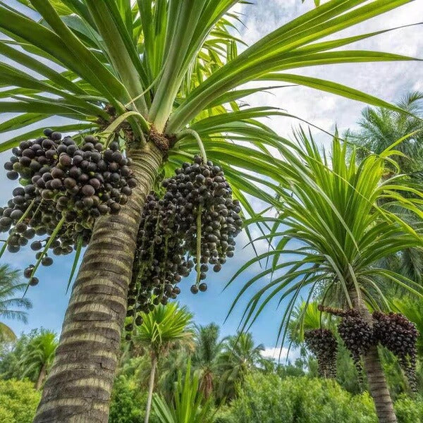 Acai Berry Seeds