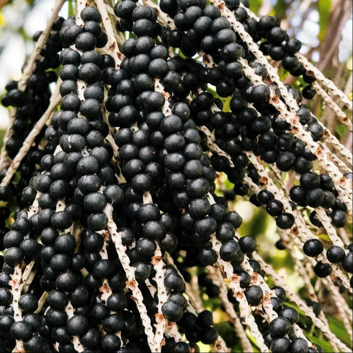Acai Palm Seeds 