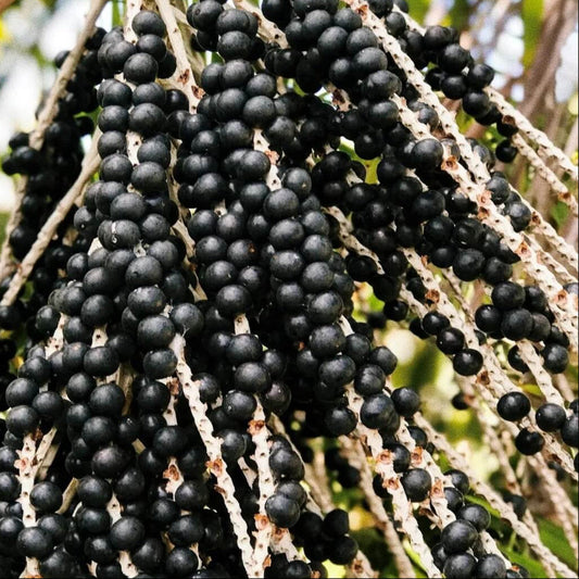 Acai Palm Seeds 