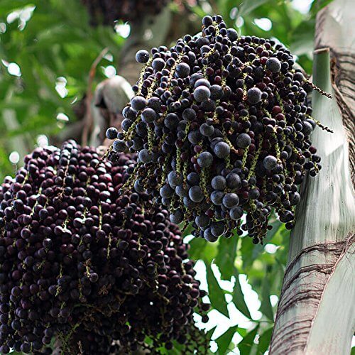 Acai Seeds