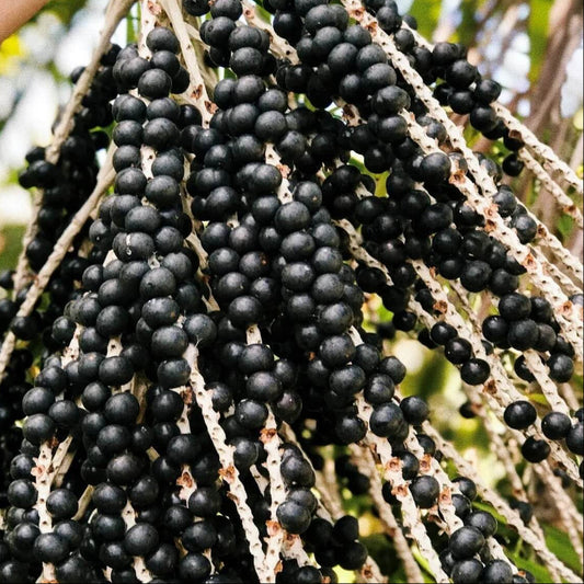 Acai Seeds