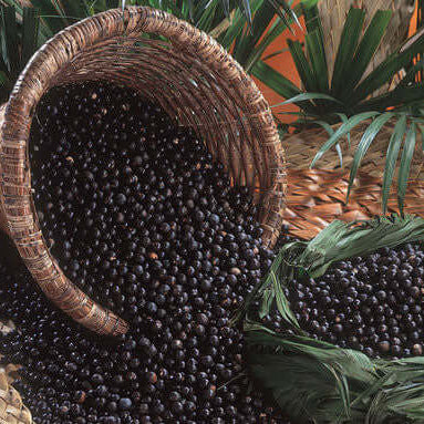 Acai Seeds