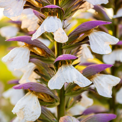 Acanthus Seeds - Heirloom Flower Plant for Home Gardens
