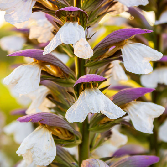 Acanthus Seeds - Heirloom Flower Plant for Home Gardens