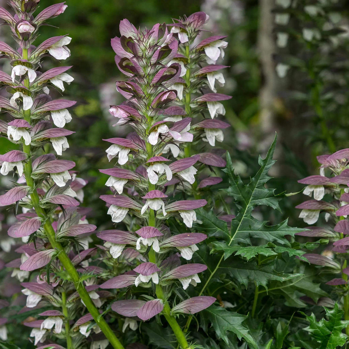 Acanthus Seeds - Heirloom Flower Plant for Home Gardens