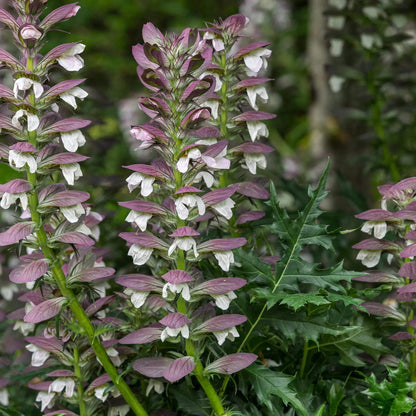 Acanthus Seeds - Heirloom Flower Plant for Home Gardens