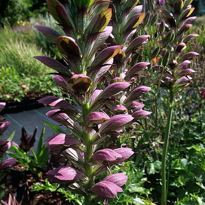 Acanthus Seeds - Heirloom Flower Plant for Home Gardens