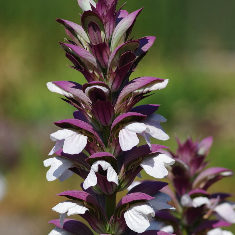 Acanthus Seeds - Heirloom Flower Plant for Home Gardens