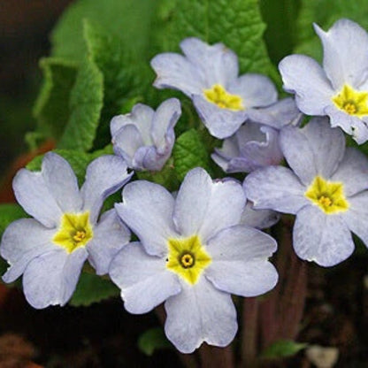 Acaulis Light Blue Primula Seeds
