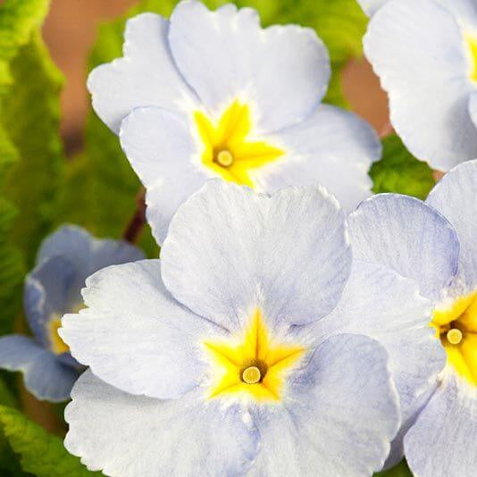 Acaulis Light Blue Primula Seeds