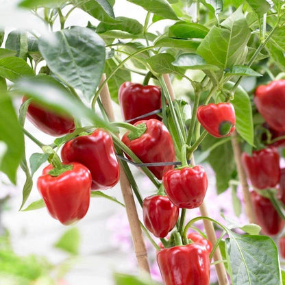 Ace Pepper Seeds - Heirloom Vegetable Plant for Home Gardens