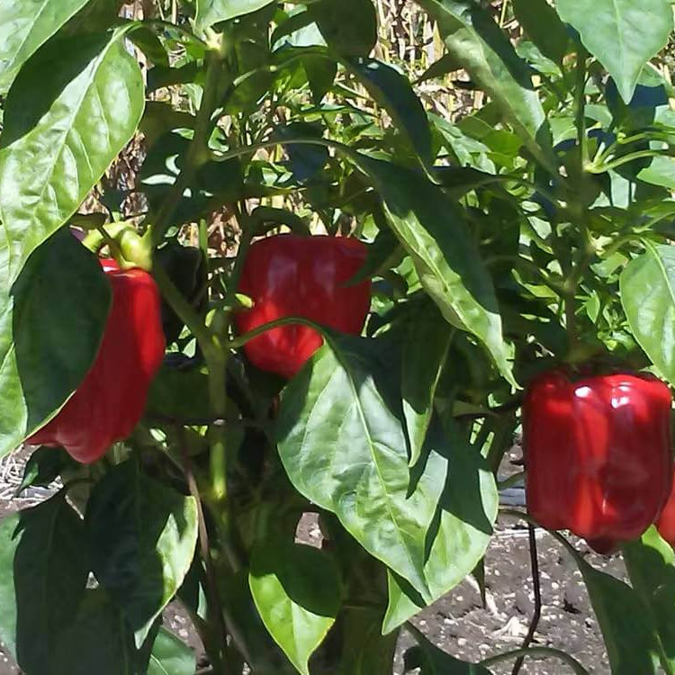 Ace Pepper Seeds - Heirloom Vegetable Plant for Home Gardens