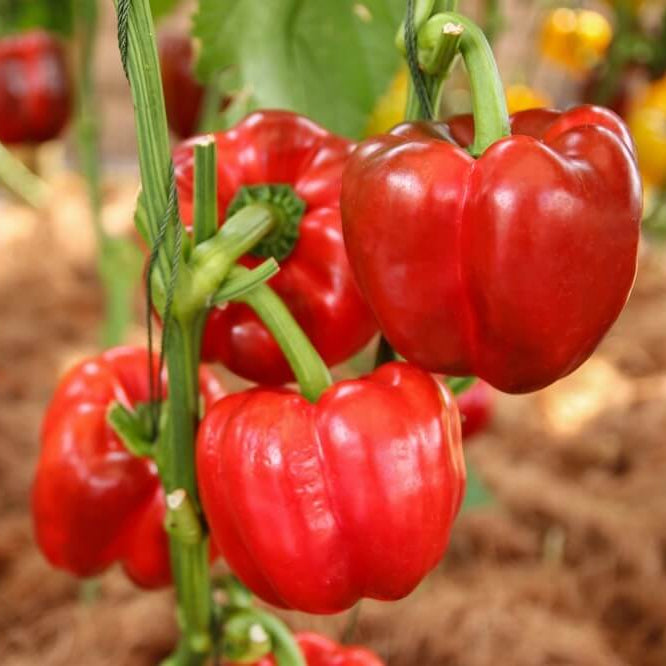 Ace Pepper Seeds - Heirloom Vegetable Plant for Home Gardens