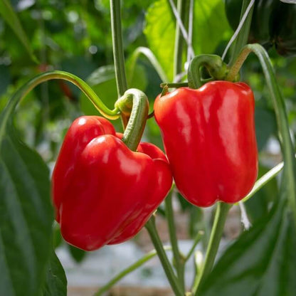 Ace Pepper Seeds - Heirloom Vegetable Plant for Home Gardens