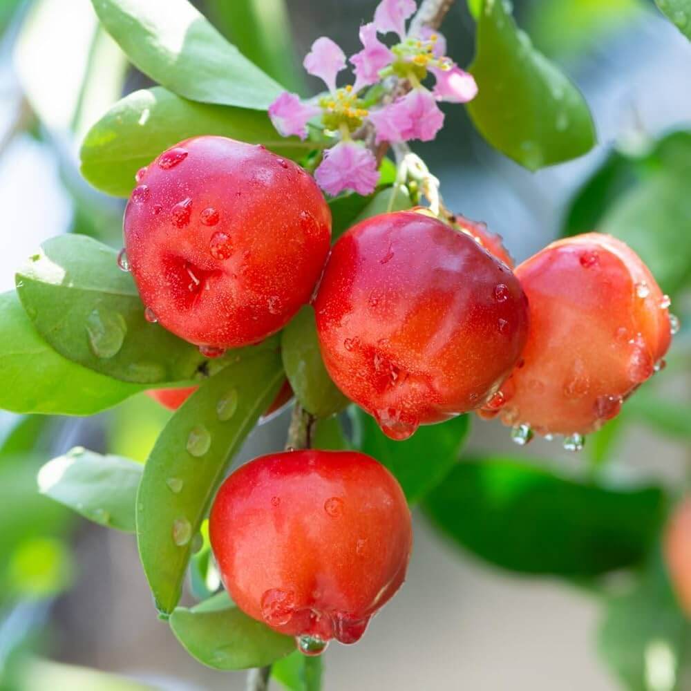 Acerola Seeds - Fruit Plant for Home Gardens
