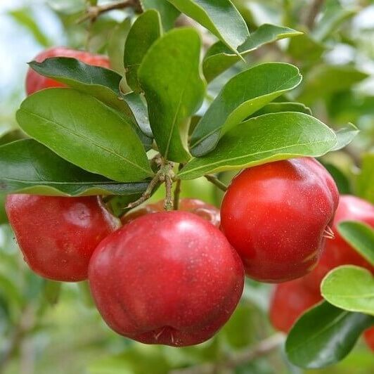 Acerola Seeds - Fruit Plant for Home Gardens