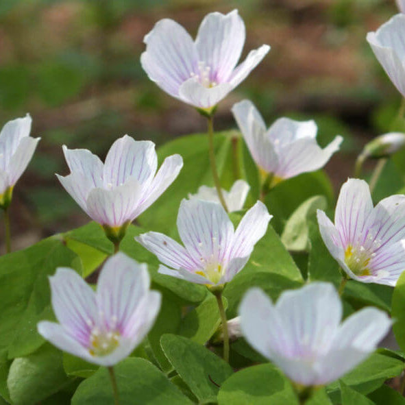 Acetosella oxalis seeds