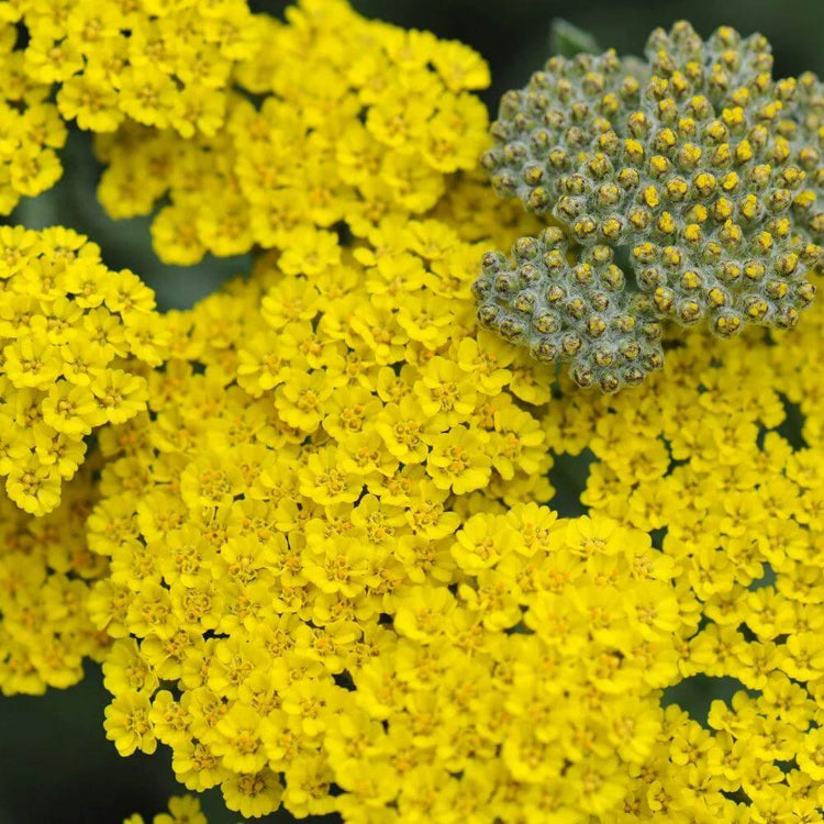 Achillea Moonshine Seeds - Heirloom Flower Plant for Home Gardens