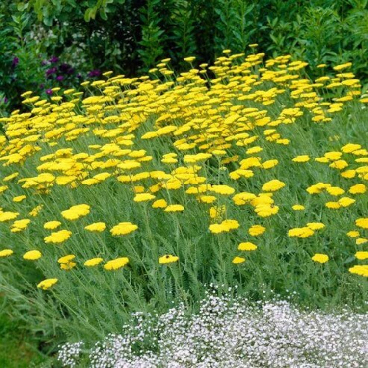 Achillea Moonshine Seeds - Heirloom Flower Plant for Home Gardens