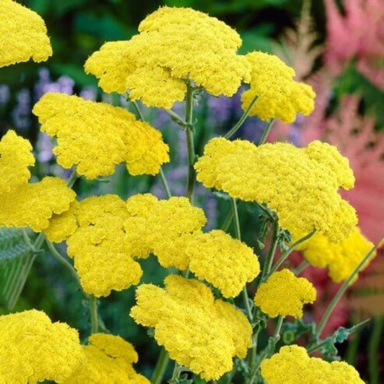 Achillea Moonshine Seeds - Heirloom Flower Plant for Home Gardens