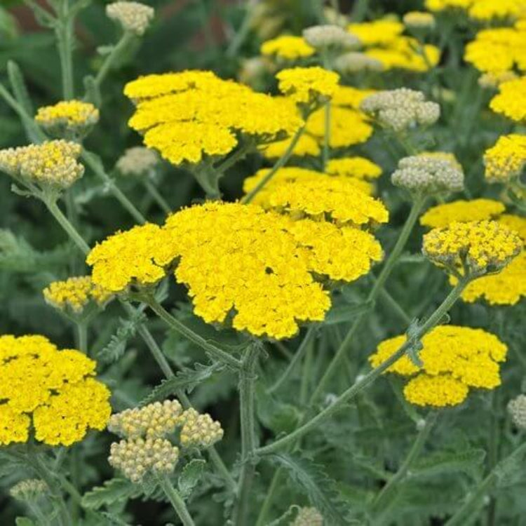Achillea Moonshine Seeds - Heirloom Flower Plant for Home Gardens