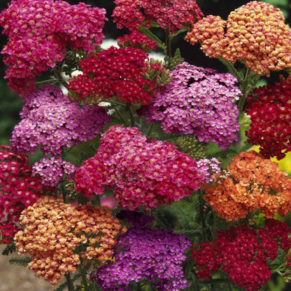 Achillea Seeds - Flower Plant for Home Gardens