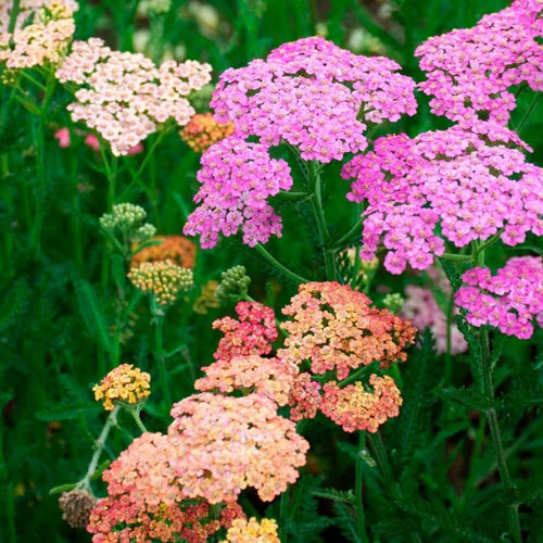 Achillea Seeds - Flower Plant for Home Gardens