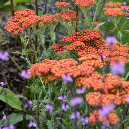 Achillea Seeds - Flower Plant for Home Gardens