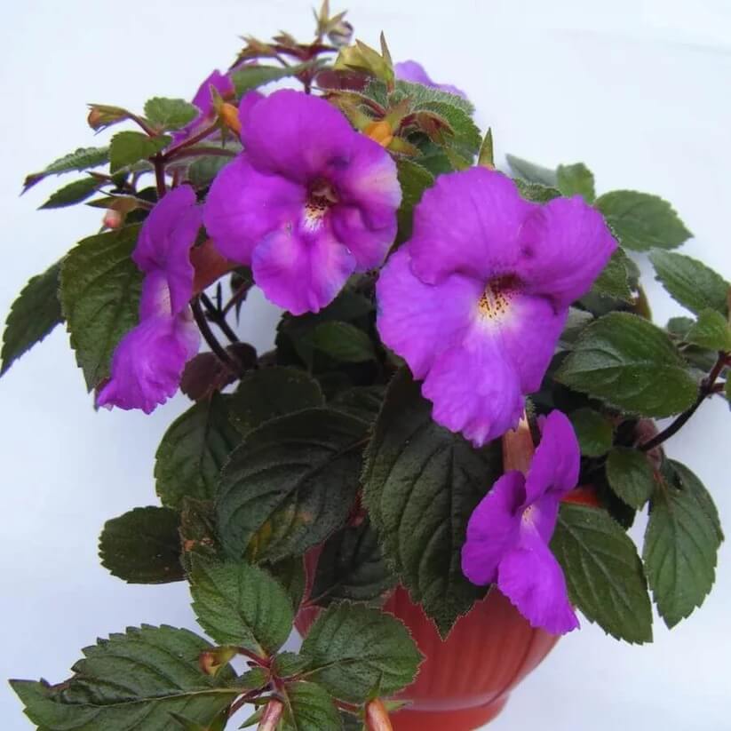 Achimenes Limoncello Seeds