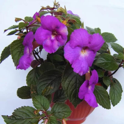 Achimenes Limoncello Seeds