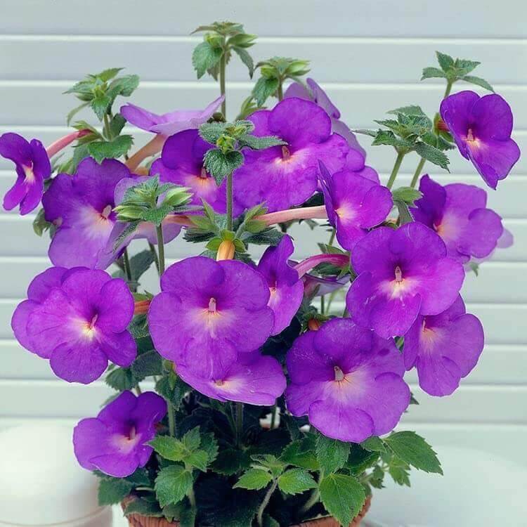 Achimenes Limoncello Seeds