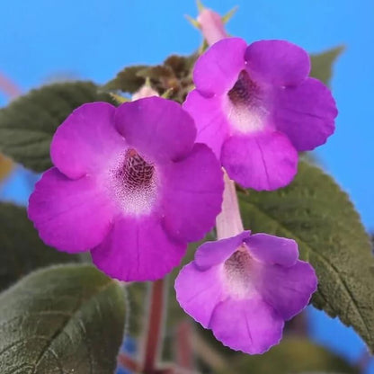Achimenes Limoncello Seeds