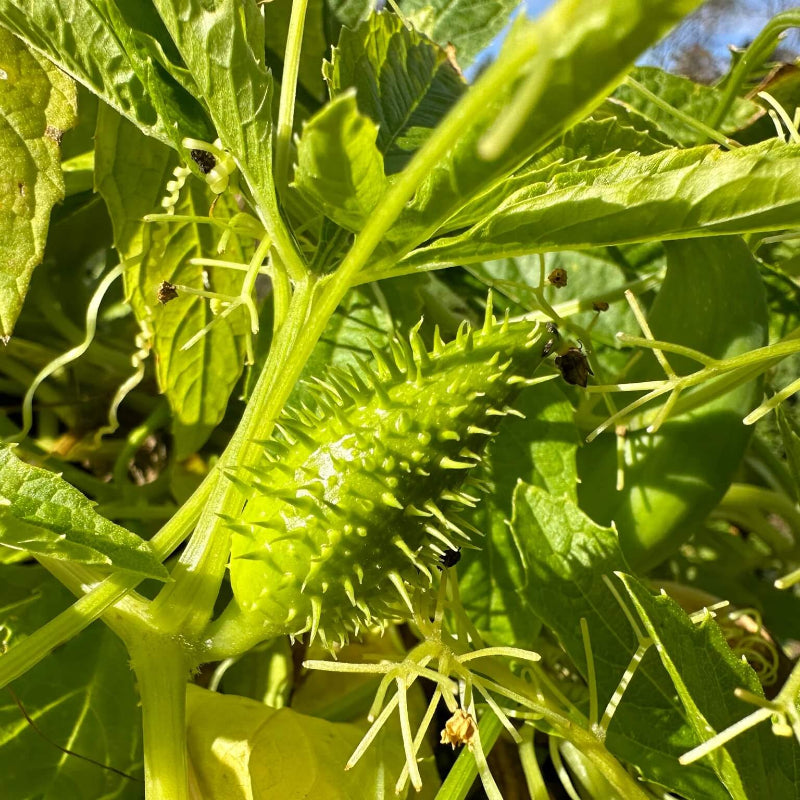 Achocha Seeds 
