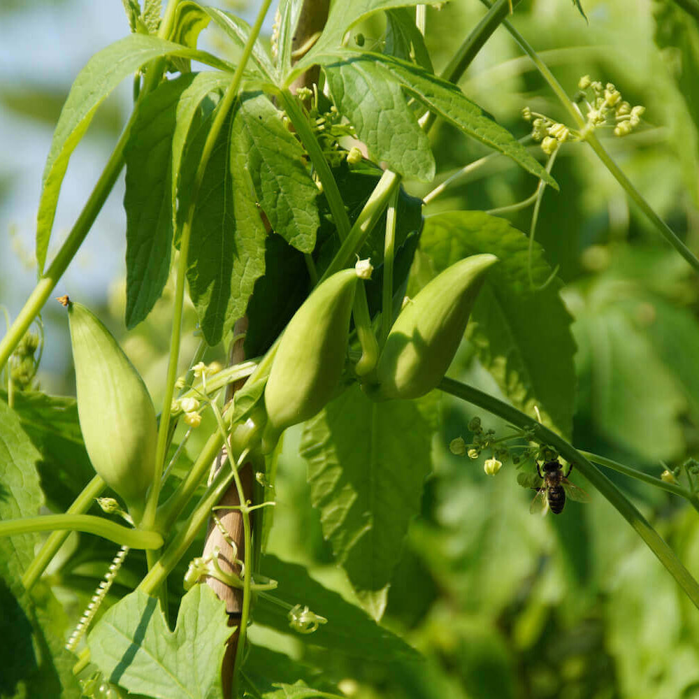 Achocha Seeds 