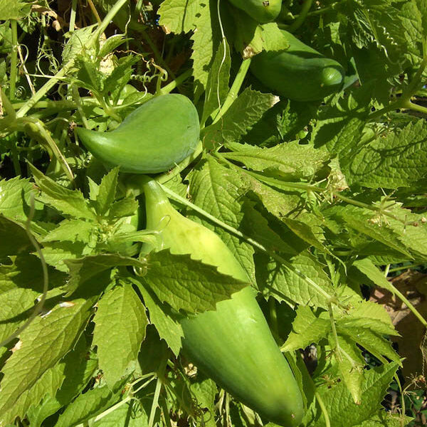 Achocha Seeds 
