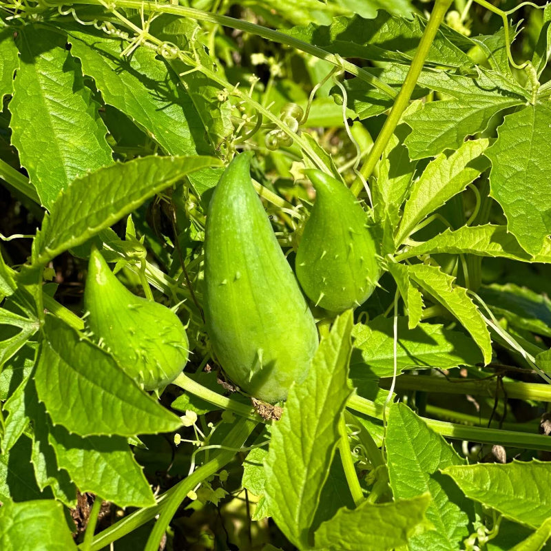 Achocha Seeds 