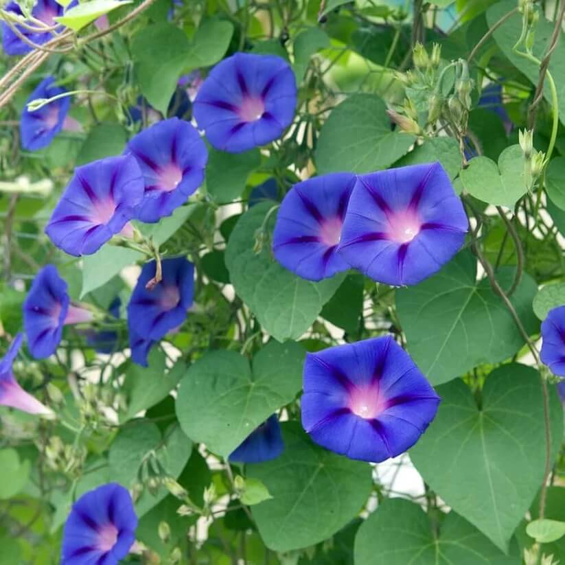 Ackerwinde Morning Glory Seeds 