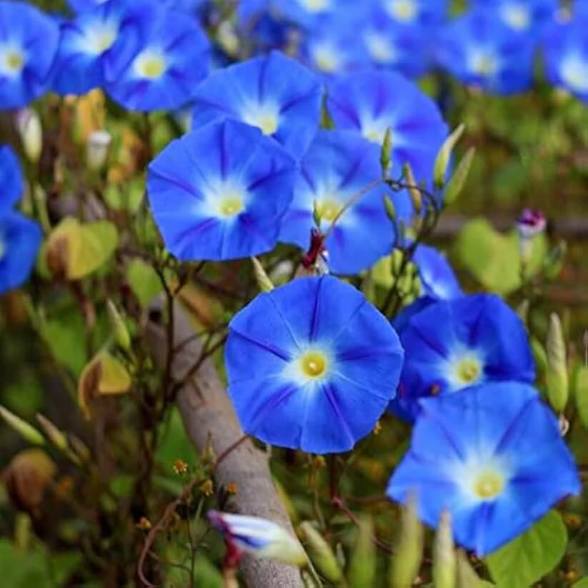 Ackerwinde Morning Glory Seeds 