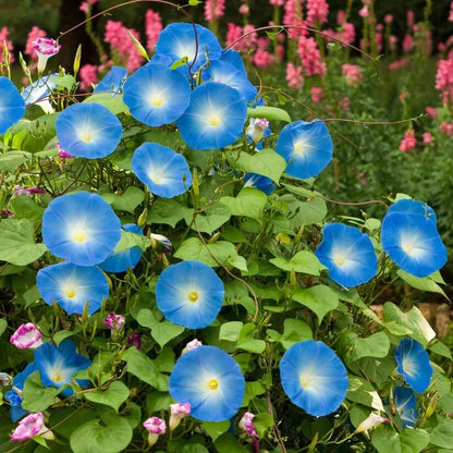 Ackerwinde Morning Glory Seeds 