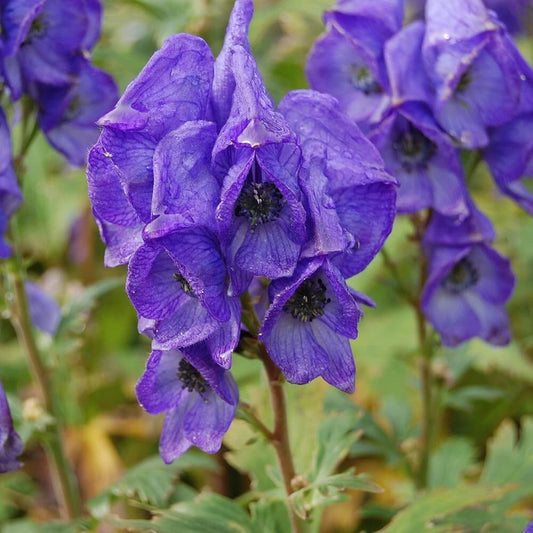 Aconitum Seeds - Flower Plant