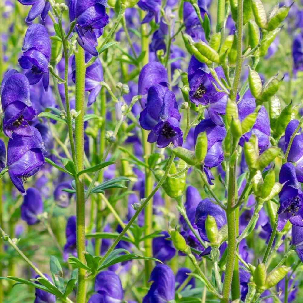 Aconitum Seeds - Flower Plant