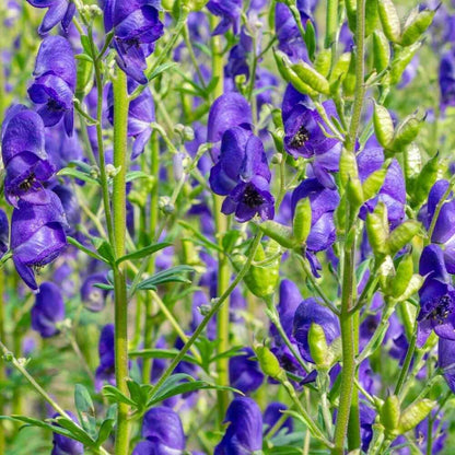 Aconitum Seeds - Flower Plant