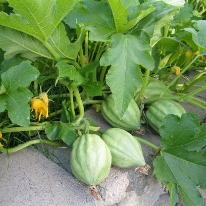 Acorn Squash Seeds