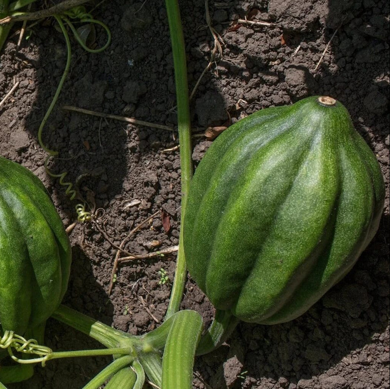 Acorn Squash Seeds