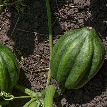 Acorn Squash Seeds