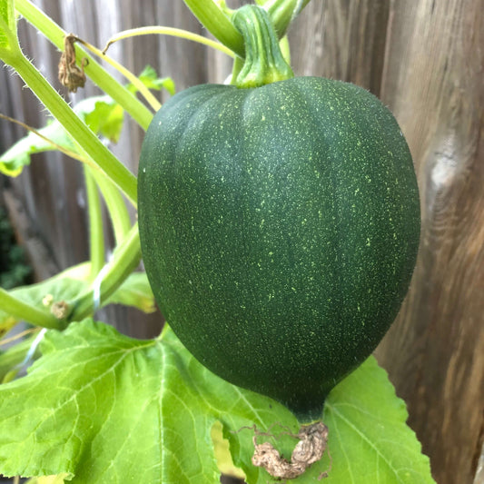 Acorn Squash Seeds