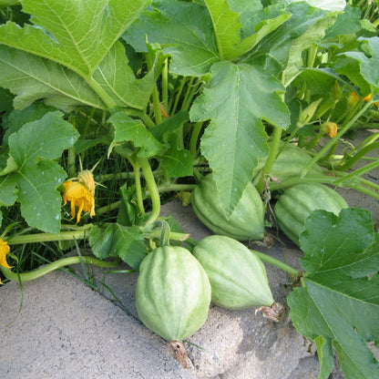 Acorn Squash Seeds